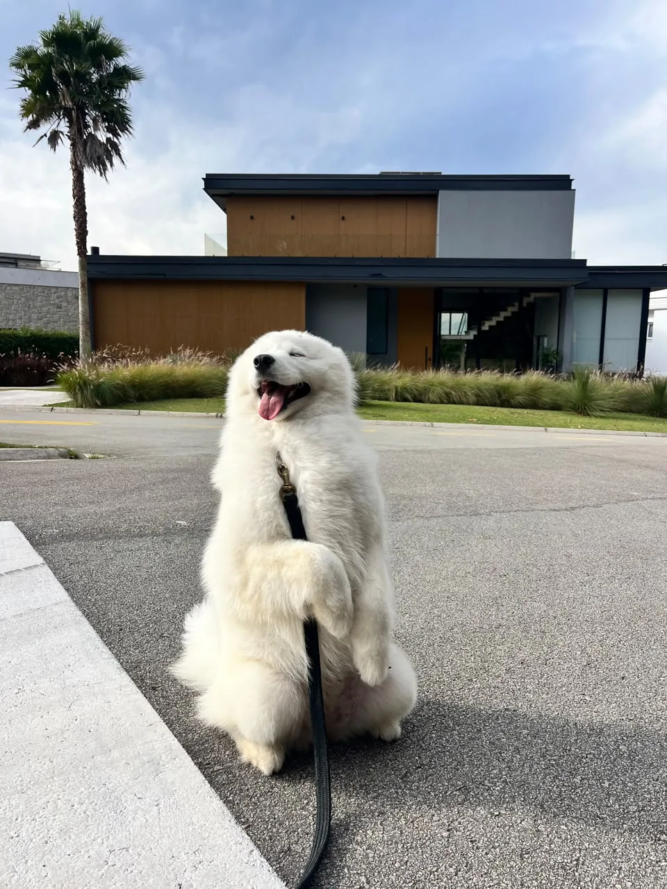 Cão tranquilo após acompanhamento comportamental